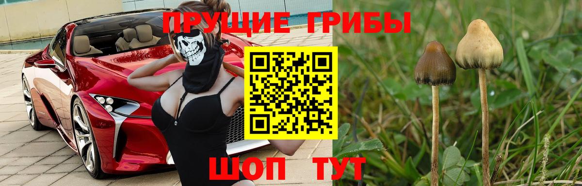 Галлюциногенные грибы Psilocybine cubensis Строитель